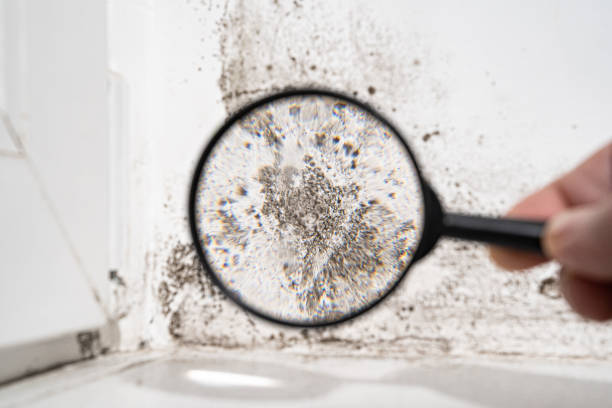 Best Residential Mold Remediation in Auburn Hills, MI